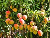 Tropikal meyve ihracatında 2022 hedefi 20 milyon dolar