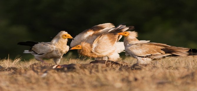 Yüz Binden Fazla Yırtıcı Kuş Adana’dan Geçti