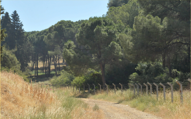 İzmir'de Ormanlık Alanlara Giriş Yasaklandı
