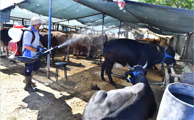 Kurban satış yerleri ilaçlanıyor