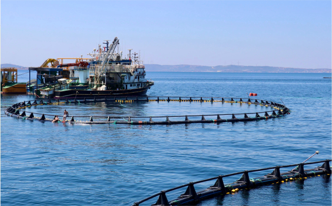 İzmir’deki Orkinos Çiftlikleri Dünyaya Açılıyor