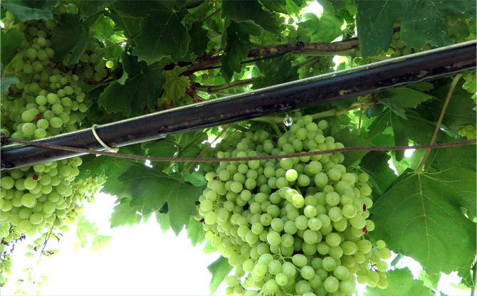 Kelebek’ten bereket akıyor