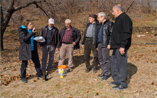 İzmir’de kestane kanseri ile mücadele sürüyor
