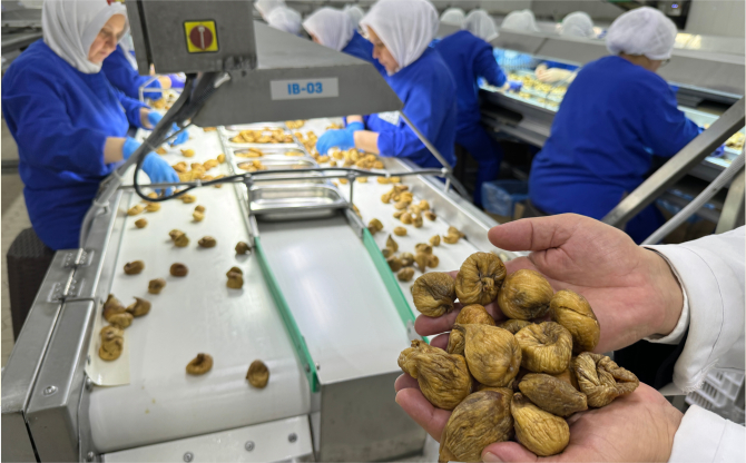 Dünya Türk kuru incirini çok seviyor