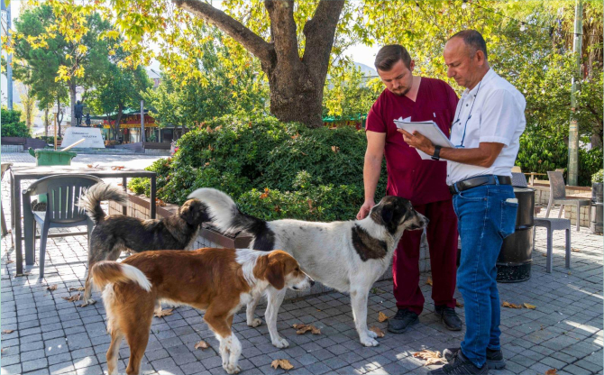 11 ilçede sahipsiz hayvan sayımı tamamlandı