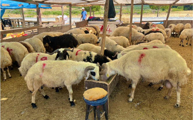 İzmir’de Kurbanlık Kesim Fiyatları Açıklandı