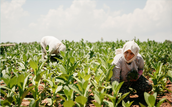 Tütün sektörü 7 yıl sonra ihracatta 1 milyar dolar sınırını aştı