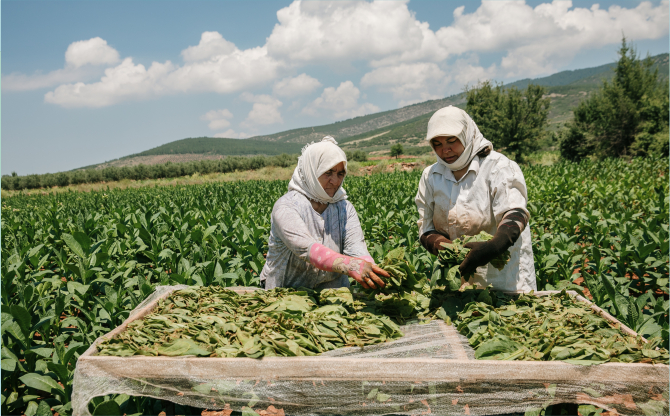 Tütün sektörü 7 yıl sonra ihracatta 1 milyar dolar sınırını aştı