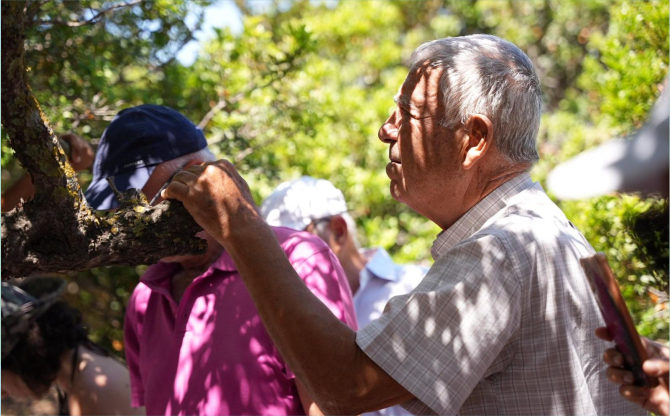 Çeşme’de Sakız Hasadı Eğitimi gerçekleştirildi