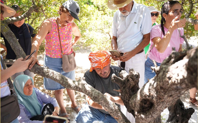 Çeşme’de Sakız Hasadı Eğitimi gerçekleştirildi