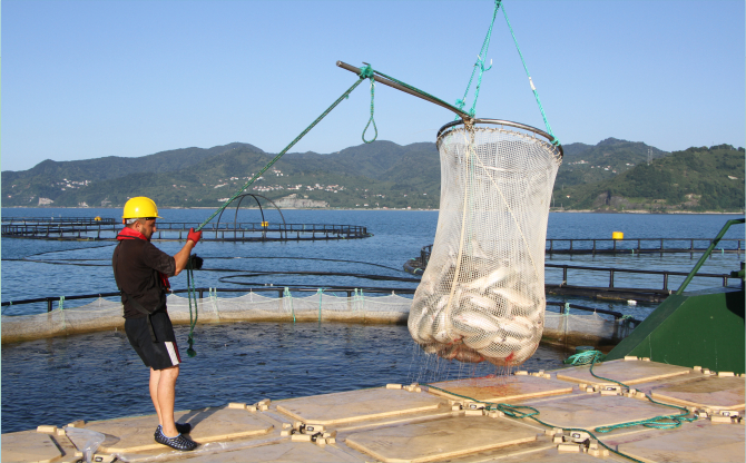 Türk somonunda hedef ihracatı 1 milyar doların üzerine taşımak