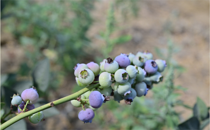 İzmir’in ilk toprağa dikim bluueberryleri hasat edildi