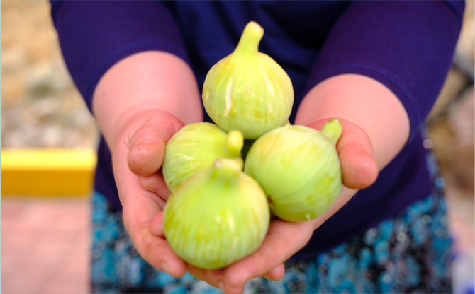 Menemen'de Bozalan İncir Festivali heyecanı yaşanacak