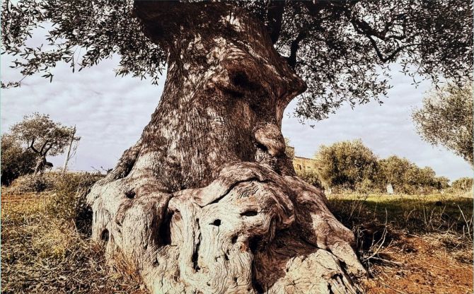 Aliağa’nın Kurtuluş Gününde Anlamlı Fotoğraf Sergisi