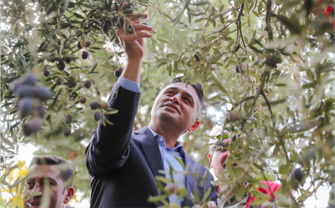 Zeytin Hasadı Aliağa’da Şenliğe Dönüştü