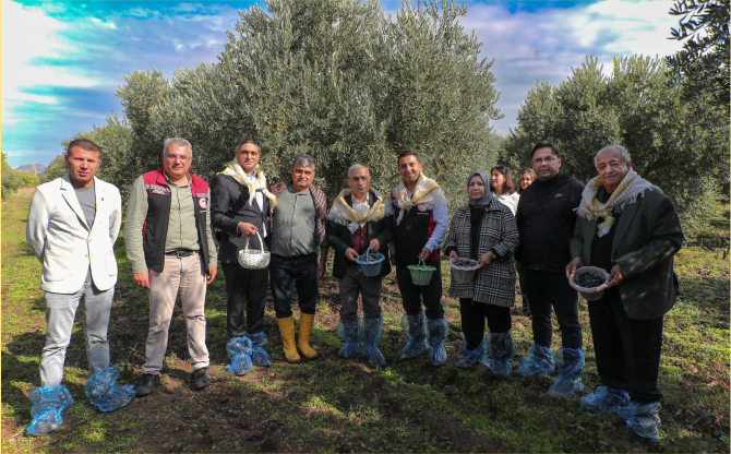 Zeytin Hasadı Aliağa’da Şenliğe Dönüştü