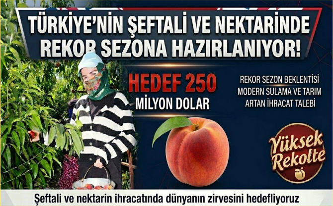 Şeftali ve nektarinde hasat coşkusu