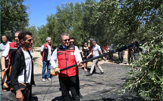 Türkiye’de Sezonun İlk Zeytin Hasadı Dikili Bademli’de Gerçekleşti