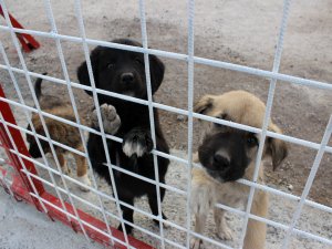 Sadece Sevgi İstiyorlar