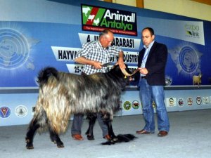 Türkiye'nin En Büyük Hayvancılık Fuarı Antalya'da Yapılacak