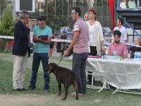 Gaziemir’de Köpek Irkları Yarışması