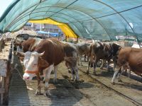 Kurbanlık Seçerken Nelere Dikkat Edilmeli