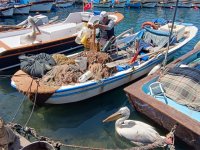 Foça'da Pelikanlar Vatandaşla Dost Balıkçıyla Arkadaş