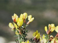 “İzmirborçağı” Literatüre Kazandırıldı