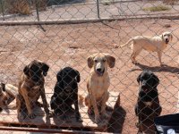 91 ülkedeki patili dostların maması Türkiye’den