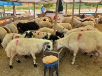 İzmir’de Kurbanlık Kesim Fiyatları Açıklandı