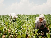 Tütün sektörü 7 yıl sonra ihracatta 1 milyar dolar sınırını aştı