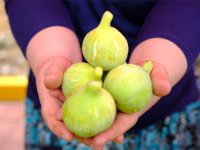 Menemen'de Bozalan İncir Festivali heyecanı yaşanacak