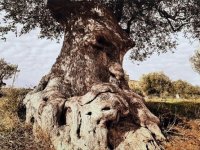 Aliağa’nın Kurtuluş Gününde Anlamlı Fotoğraf Sergisi