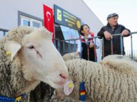 Damızlık Koyun Dağıtımında İkinci Etap Başlıyor