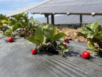 Enerjisa Üretim Agrivoltaik Tarım Uygulamaları ile 5 Ton Hasat Yaptı