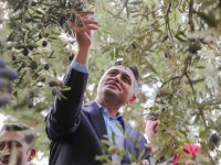 Zeytin Hasadı Aliağa’da Şenliğe Dönüştü