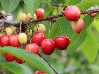 Kiraz hasreti bu sene bitiyor