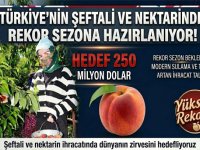 Şeftali ve nektarinde hasat coşkusu